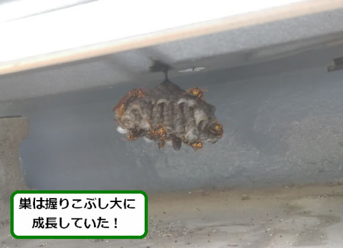 アシナガバチの巣駆除室外機底面