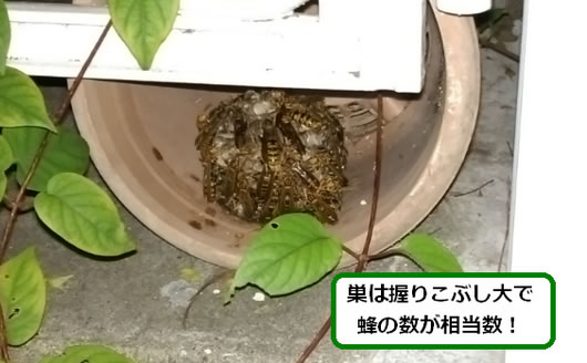 アシナガバチの巣駆除植木鉢