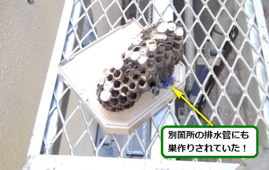 アシナガバチの巣駆除排水管