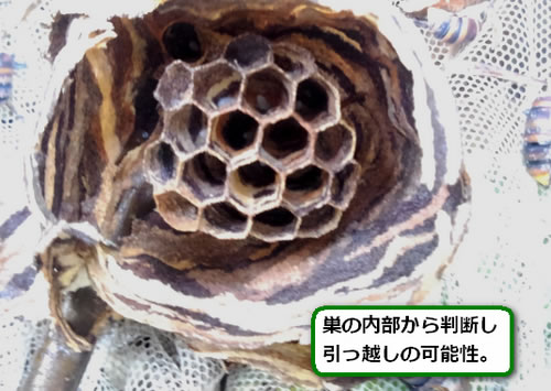 スズメバチの巣内部