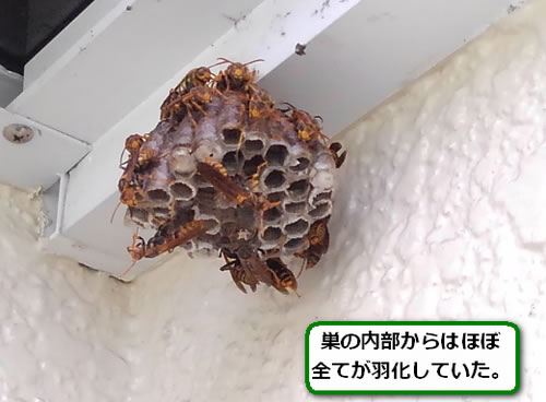 アシナガバチの巣駆除雨避け屋根