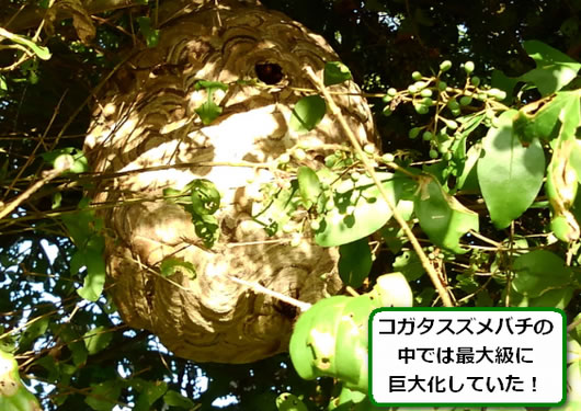 コガタスズメバチの巣駆除植木