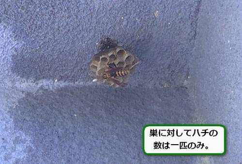 アシナガバチ巣ひさし