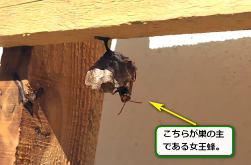 アシナガバチ巣パレット