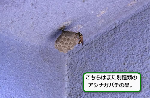 アシナガバチ巣軒