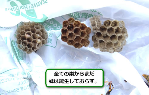 アシナガバチ巣