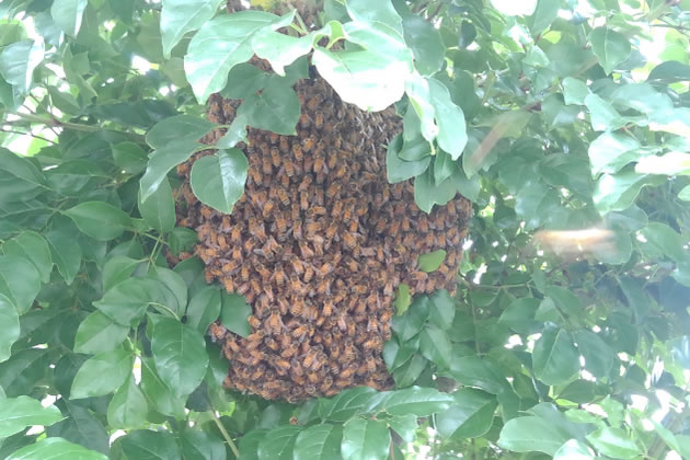 ミツバチ費用例