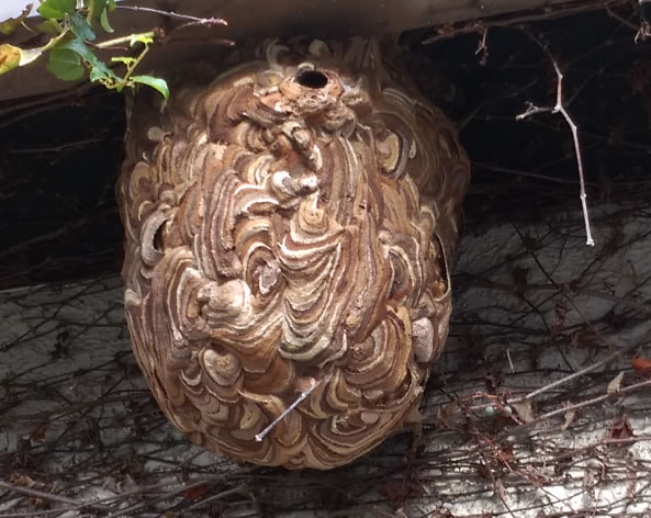 巣の大きさ例