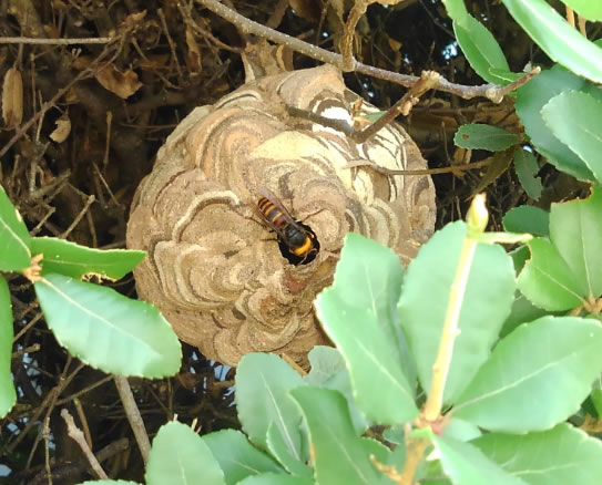 巣の大きさ例