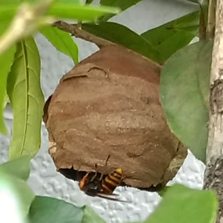 スズメバチ巣標準サイズ